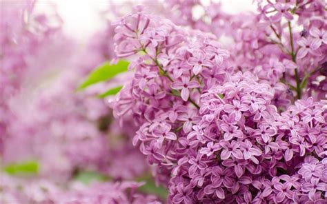 Download Wallpapers Lilac Purple Flowers Spring Flowers Background With Lilacs Beautiful