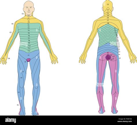 Subdivision Of The Human Body In Dermatomes Stock Vector Art Illustration Vector Image