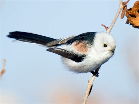 The Long Tailed Tit Aegithalos Caudatus Also Named Long Tailed