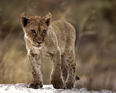 Lion Cub Stock Photo Image Of Lion Walking Predator 36643258
