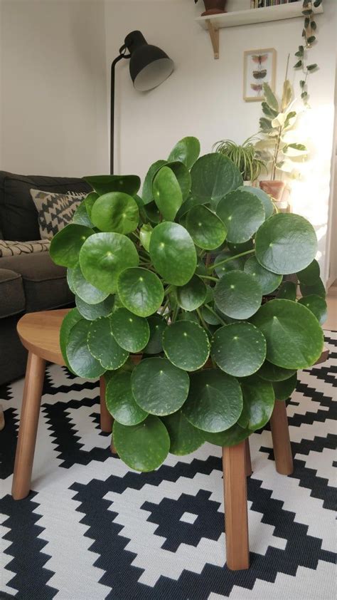 Check spelling or type a new query. My Pilea peperomioides going strong! (chinese money plant) : houseplants | Cool plants, Plants ...