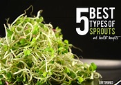 5 Best types of sprouts and their {AMAZING} health benefits sprouting ...