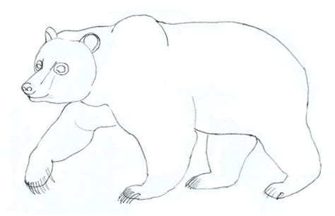 The same process is now yes, i admit, there are easy to draw animals and so called: How to Draw a Bear - Realistic Bear Draiwng Step By Step