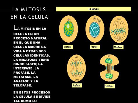 Calaméo La Mitosis En La Celula
