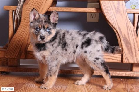 Petland lewis center in columbus, ohio has a variety of puppies for sale including german shepherd, australian shepherd, french bulldog & other dog breeds. Pomsky Puppy for Sale in Ohio | Pomsky puppies, Pomsky ...