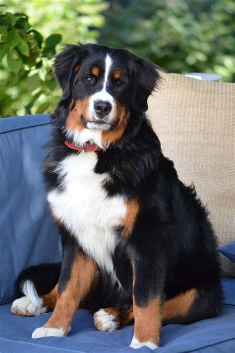 My bernese mountain dog puppy is 11 weeks today. Dogs : 30+ Cute Bernese Mountain Dog Puppies - PetsTips.net | Leading pets and animals Magazine