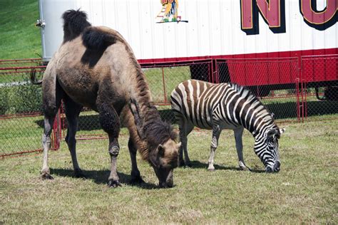 Uk To Ban Wild Animals In Circuses