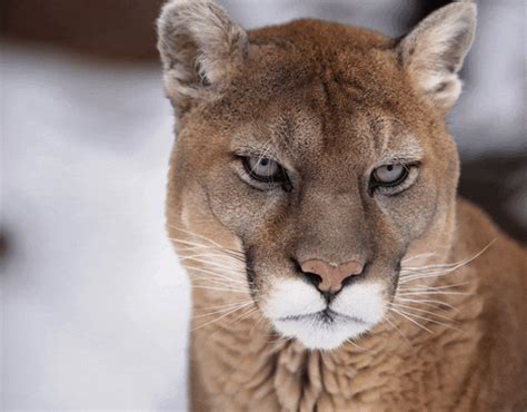 Cougar Gifs Find Share On Giphy