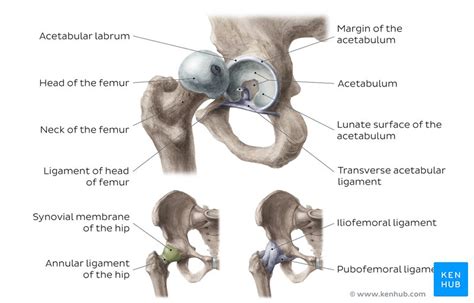Femoral Neck Anatomy