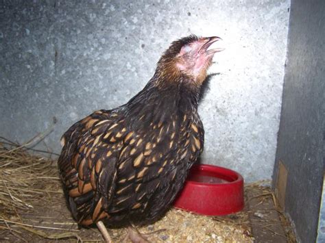 Natural Worming What To Feed Chickens To Help Prevent Internal