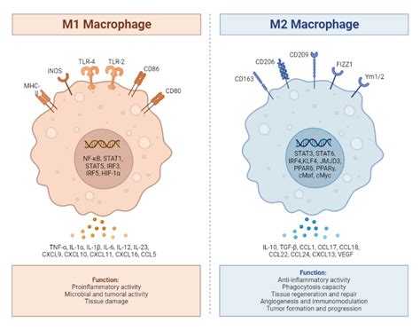 Macrophage Polarization M1 And M2 Subtypes Biorender Science Templates