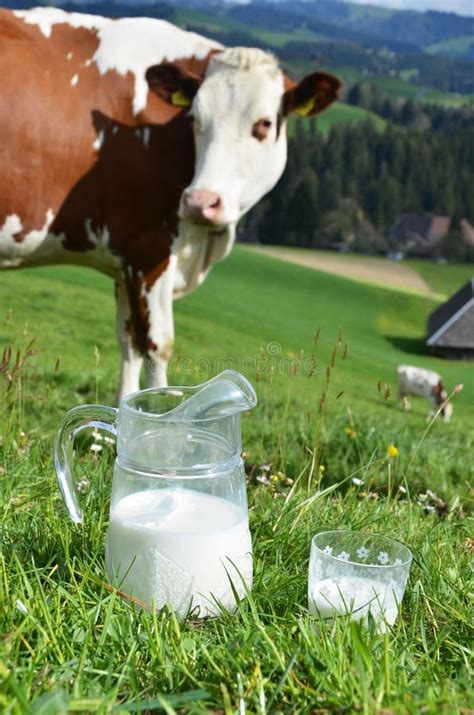 Milk And Cows Stock Image Image Of Ecologic Country 40363917