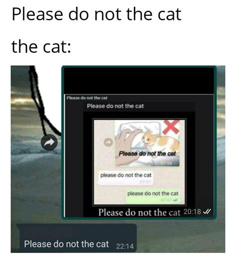 Please Do Not The Cat Memes
