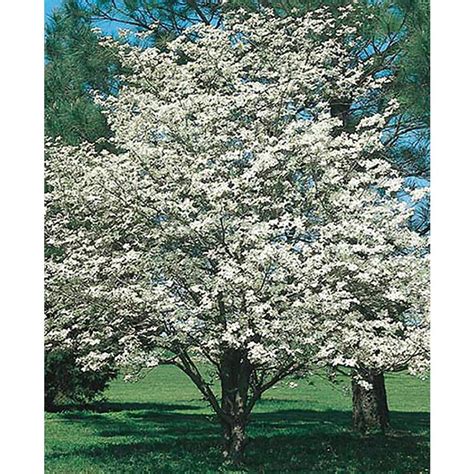 Flower watercolor set with butterfly for beautiful design. Shop 2.25-Gallon White Dogwood Flowering Tree in Pot (With ...