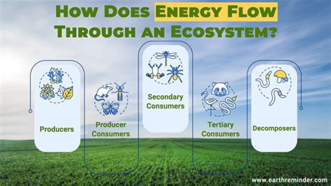 How Does Energy Flow Through An Ecosystem Earth Reminder