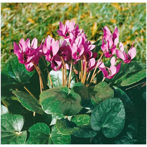 Cyclamen purpurascens | Pflanzen für dich.de, 8,95