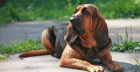 Bloodhound Dog Breed Information Breed Advisor