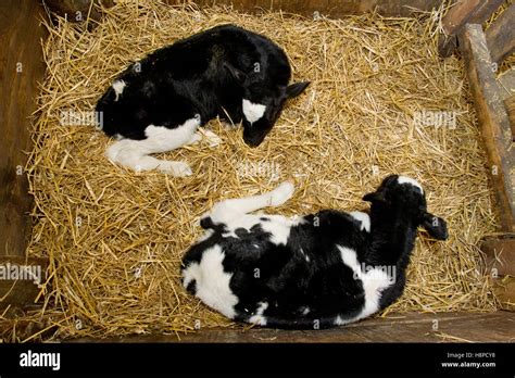 Cattle Farming Calf On Straw Stock Photo Alamy