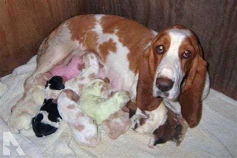 Our basset hound puppies are raised on a country farm an. Basset Hound Puppies Texas | PETSIDI