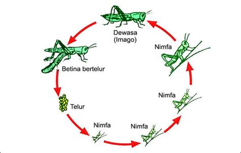 Nimfa adalah hewan muda yang mirip dengan hewan dewasa tetapi berukuran lebih kecil dengan perbandingan tubuh yang berbeda. Tahapan Proses Metamorfosis Belalang + Gambar