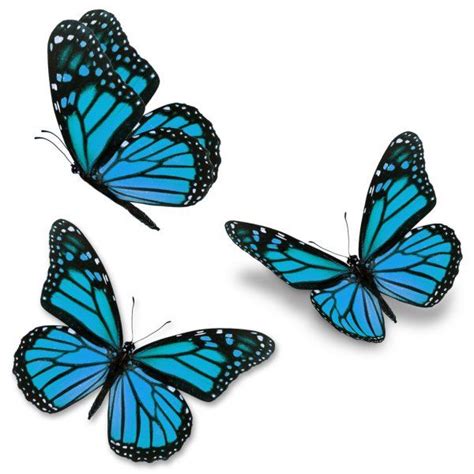 Free 119 Blue Monarch Butterfly Svg Svg Png Eps Dxf File