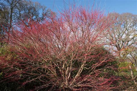 How To Grow And Care For Coral Bark Japanese Maple Trees