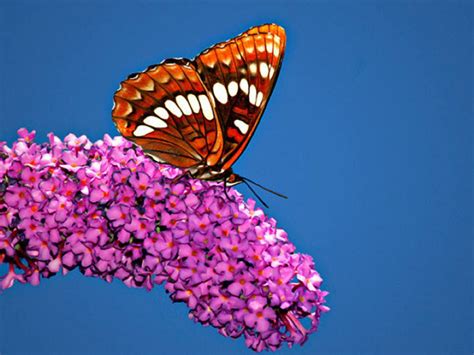 Beautiful Butterfly Butterfly On Flowers Animals
