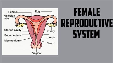 Female Reproductive System Diagram Labeled Photos