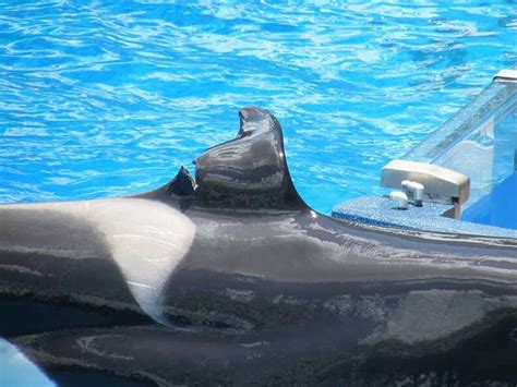 Seaworld Orca Who Injured Dorsal Fin Likely Has Permanent Damage The Dodo