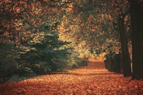Beautiful Dreamy Autumn Forest Stock Photo Image Of Colorful Lane