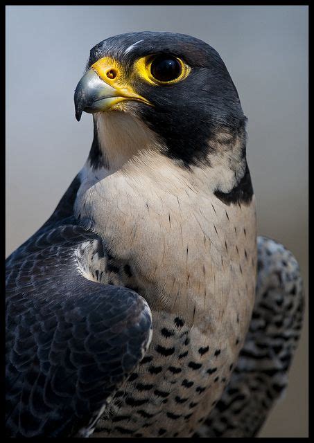 The Shaheen Falcon Also Known As The Indian Peregrine Falcon Black
