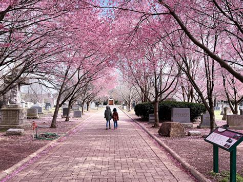 28 Cherry Blossoms Spots Near Washington Dc In 2023 Kids Quarantine