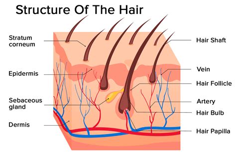 Advanced Hairology Hair Follicle Basics For Optimal Hair Growth Clean Livings