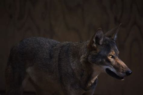 8 Red Wolves Released Into Wild Provide Hope For Critically Endangered
