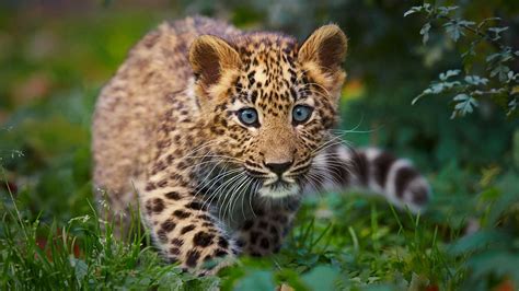 Leopard Cub Full Hd Wallpaper And Background Image 1920x1080 Id247331