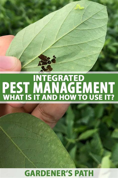 Integrated Pest Management Ipm What Is It And How To Use It