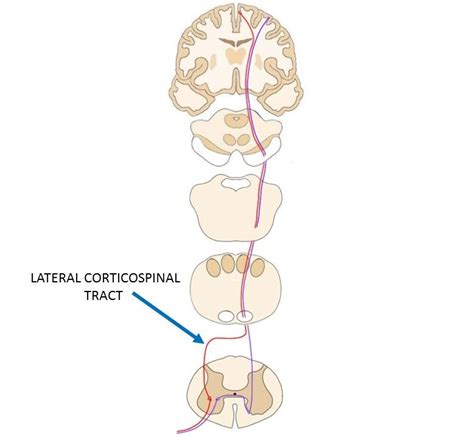 Corticospinal And Corticobulbar Tract Diagram Quizlet