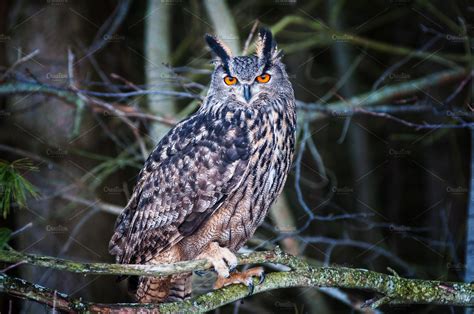 Eurasian Eagle Owl ~ Animal Photos ~ Creative Market