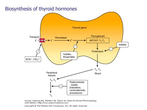 Ppt Thyroid And Antithyroid Drugs Powerpoint Presentation Free