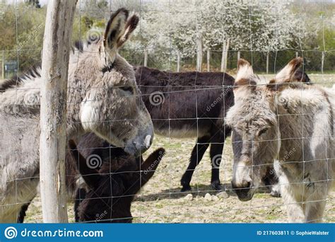 Group Of Donkeys Enjoying The Sun From Springtime Meadow Stock Image