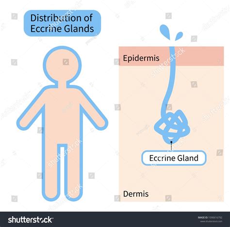 Distribution Of Eccrine Sweat Glands In Human Body And Skin Diagram