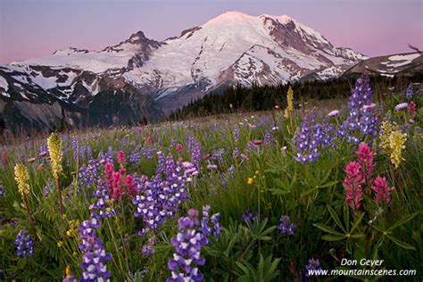 Mount Rainier Sunrise Yakima Park Flowers Prints Photos