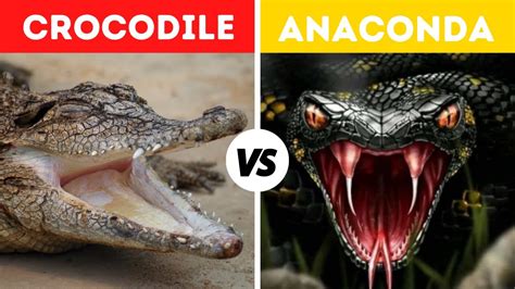 Green Anaconda Vs Saltwater Crocodile Fight Comparison Who Would Win