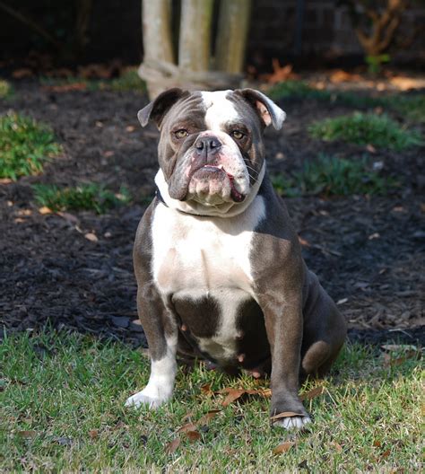 Blue Olde English Bulldogge Puppies For Sale