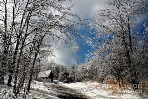 Ice Storm Aftermath Photograph By Lois Bryan Fine Art America