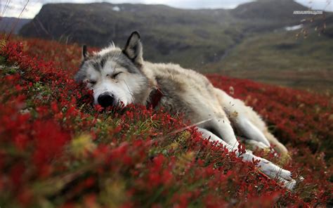 Hd Wolf Pictures Wolf Wallpapers Hd Animal Wallpapers