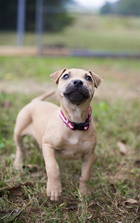 Where to get a puppy. Adopt Me: Humane Society of Union County, NC - Daily Dog Tag