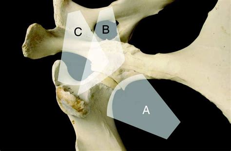 How To Diagnose Equine Coxofemoral Subluxation With Dynamic