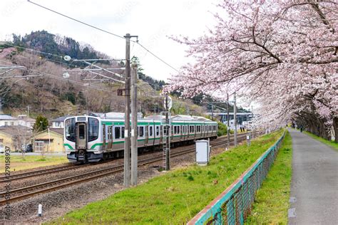 Jr Tohoku Train Railroad Track With Row Sakura Tunnel And Walkway With