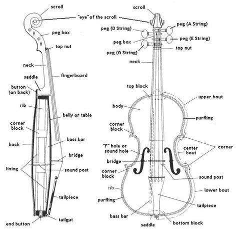 The Parts Of A Violin Violin Diagram Learn Violin Violin Violin